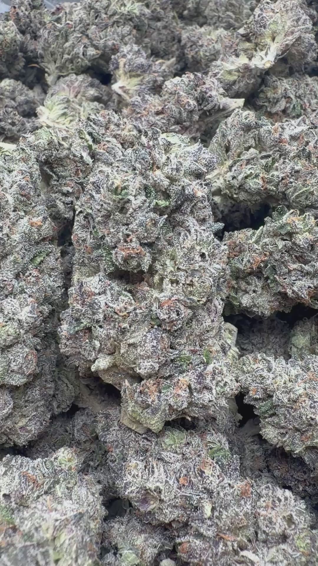 Load video: Halle Berry Indoor - Bulk - Hybrid